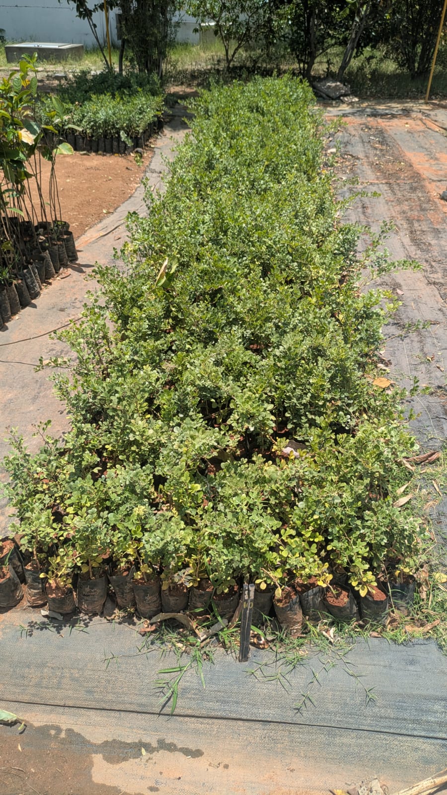 Batch 1: rows of mixed native saplings growing in grow bags at the nursery