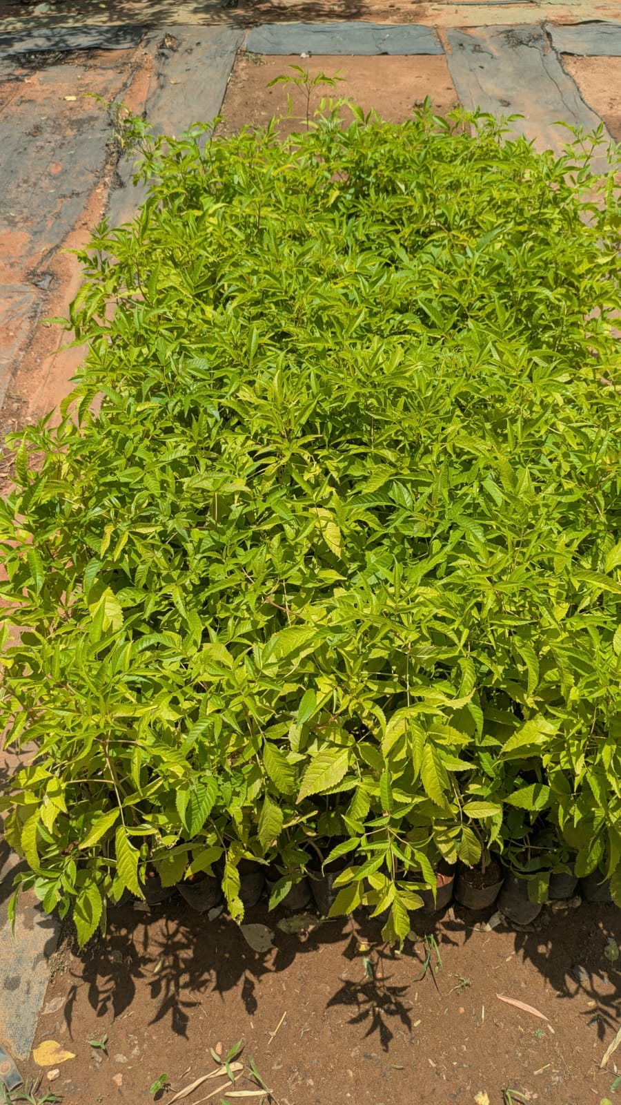 Batch 1: a sapling growing in a grow bag at the nursery