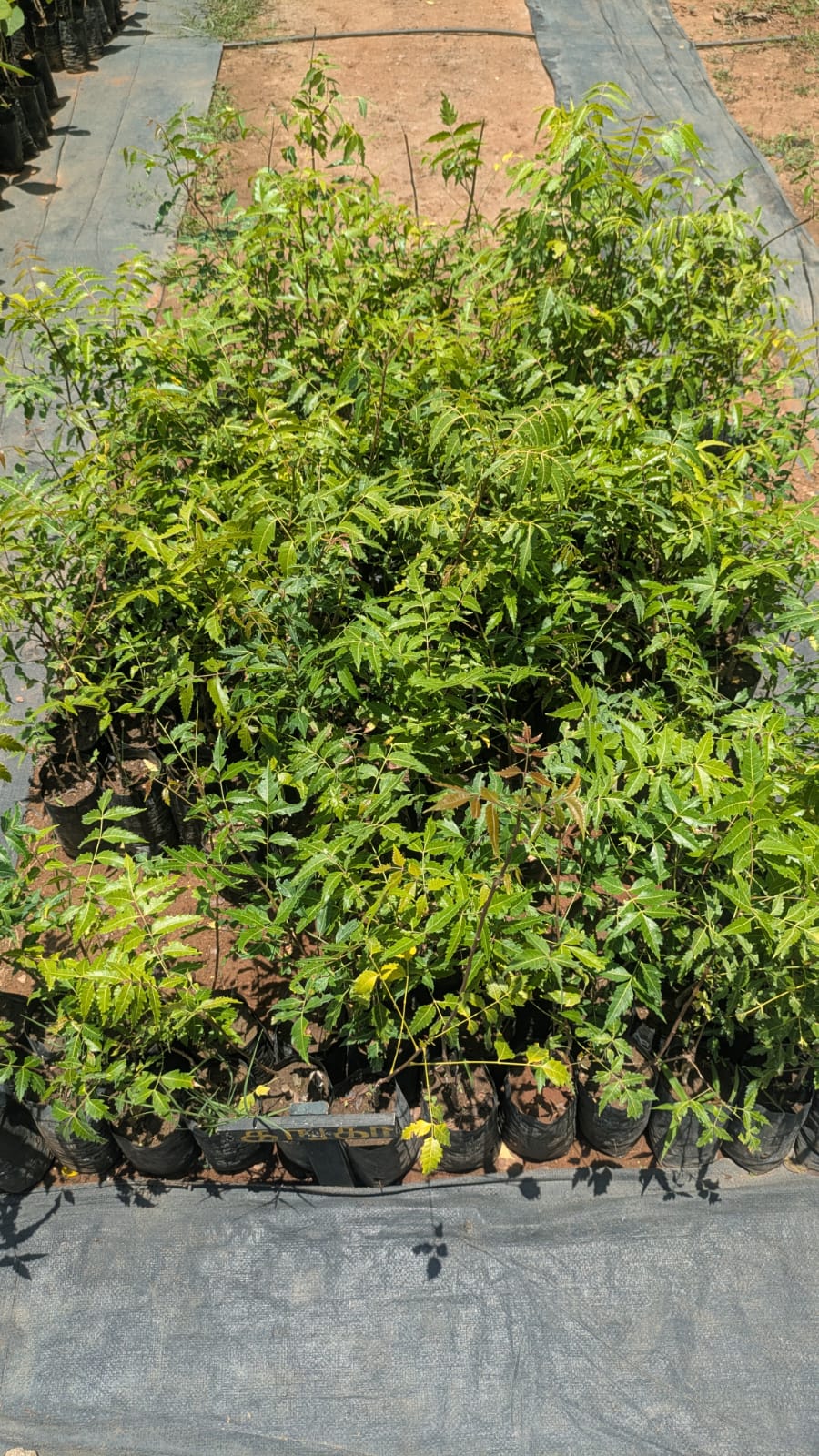 Batch 1: neem saplings growing in grow bags at the nursery